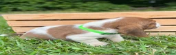 Basset Hound dogs for sale: Oliver - Ad 22