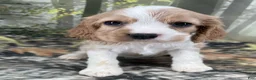 Cockalier dogs for sale: Cockalier 5 - Ad 4