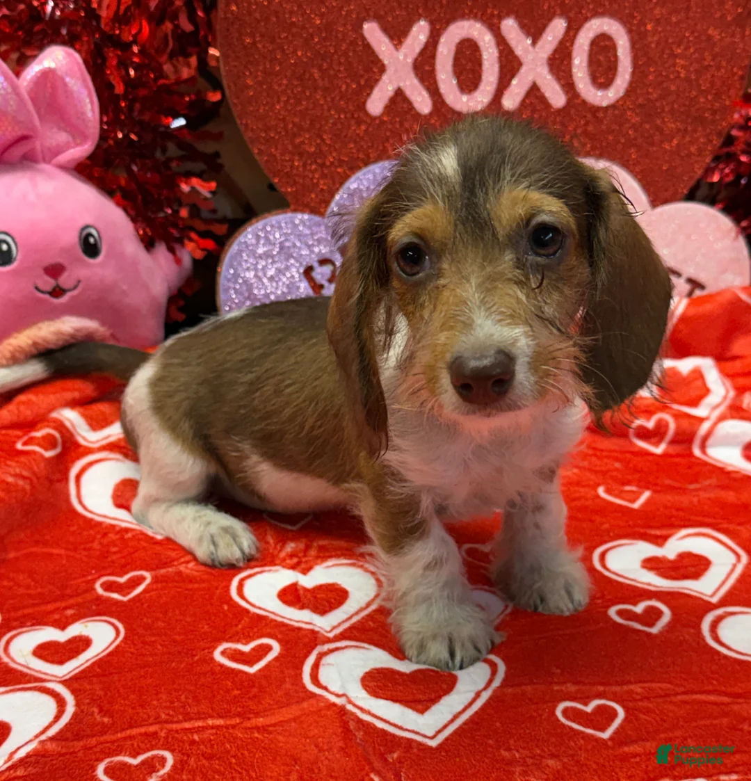 Miniature Dachshund dogs for sale: Nugget - Ad 2