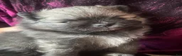 Pomeranian dogs for sale: Lara - Ad 1