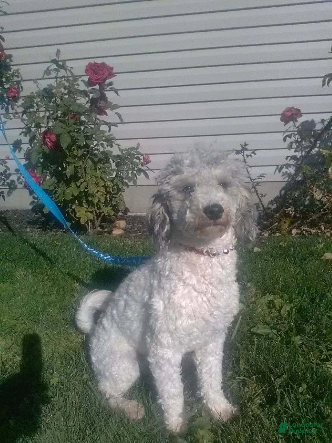 Mini Aussiedoodle dogs for sale: Ali   - Ad 7
