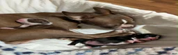 Boston Terrier dogs for sale: Boston Terrier 1 - Ad 2