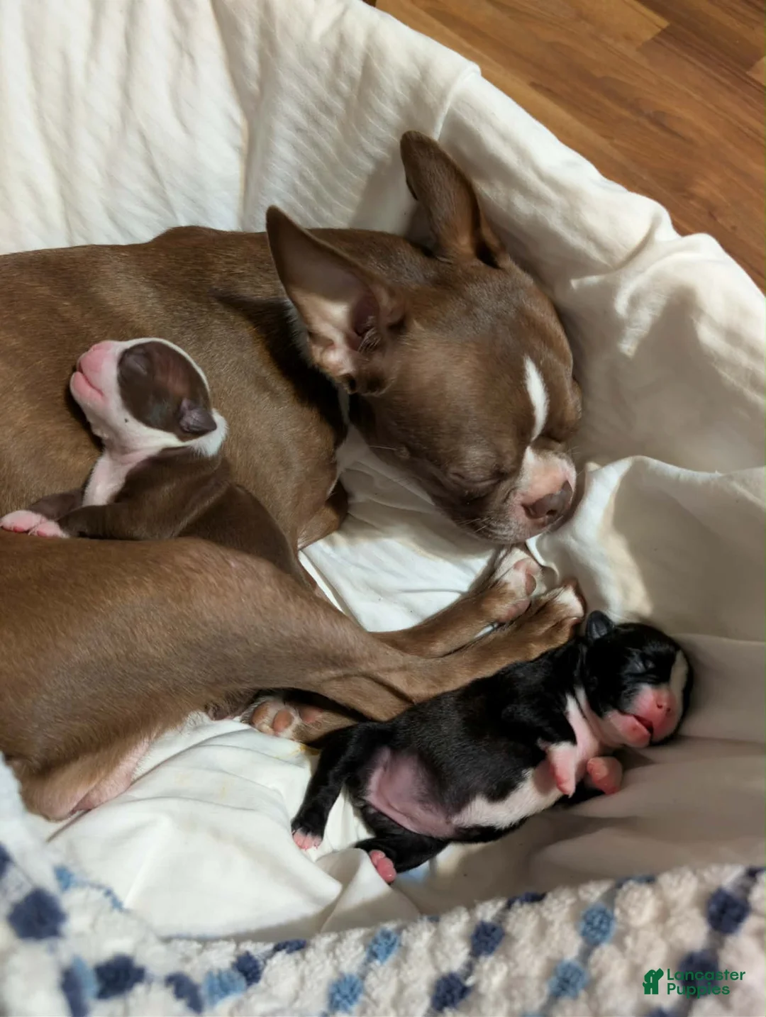 Boston Terrier dogs for sale: Boston Terrier 1 - Ad 2