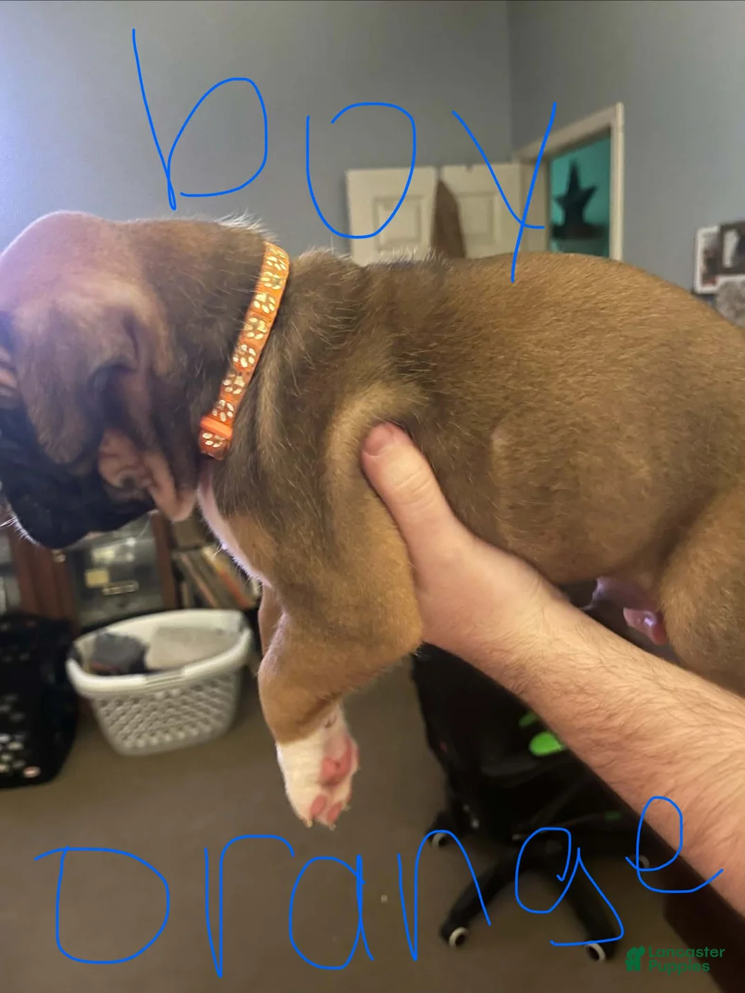 Boxer dogs for sale: Boxer 3 - Ad 2
