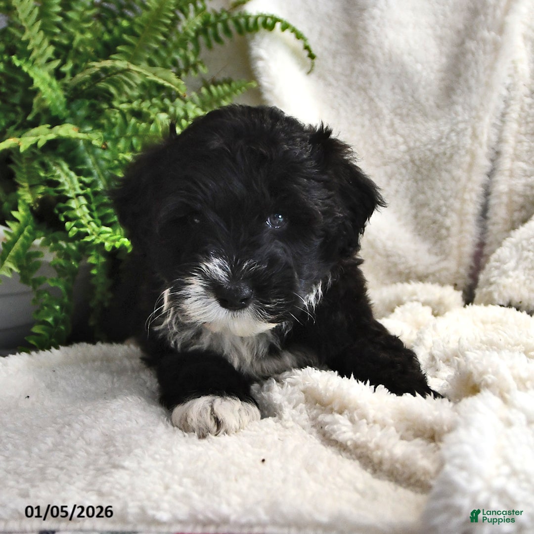 Portuguese Water Dog dogs for sale: Disco - Ad 8
