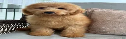 Mini Goldendoodle dogs for sale: Mini Goldendoodle 1 - Ad 3