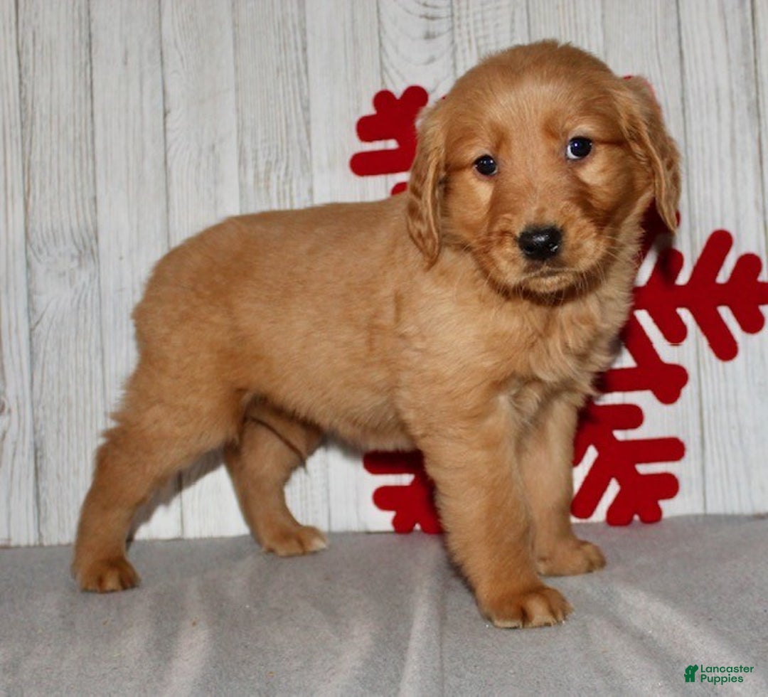 Golden Retriever dogs for sale: Patti - Ad 6
