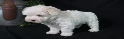 Maltese dogs for sale: Molly - Ad 4