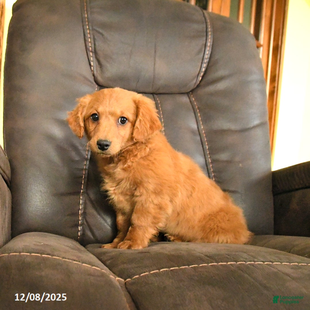 Mini Goldendoodle dogs for sale: Flora   - Ad 4