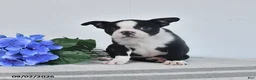 Boston Terrier dogs for sale: Zara - Ad 3