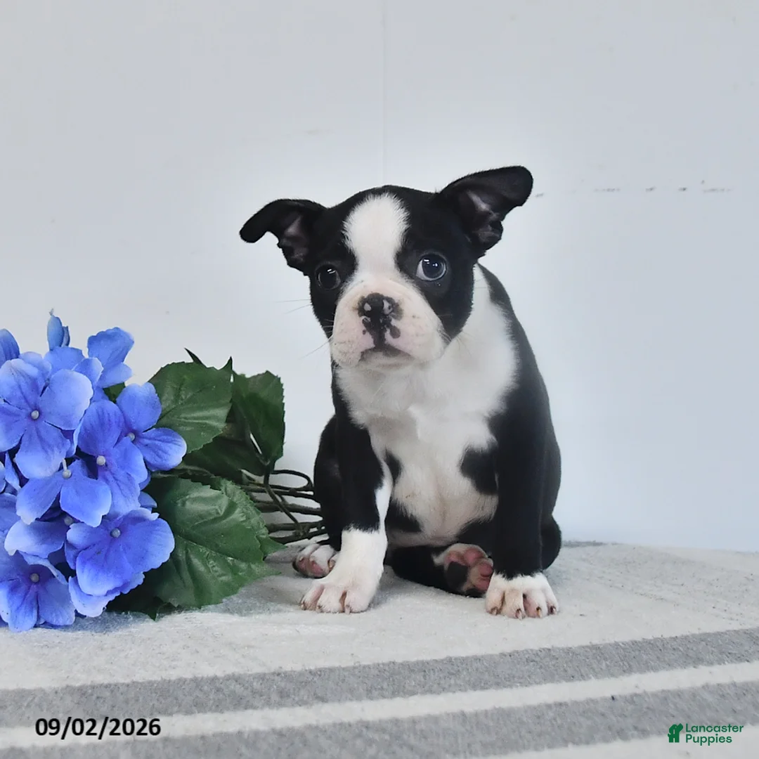 Boston Terrier dogs for sale: Zara - Ad 3