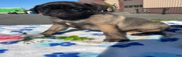 Pug dogs for sale: Penny - Ad 4