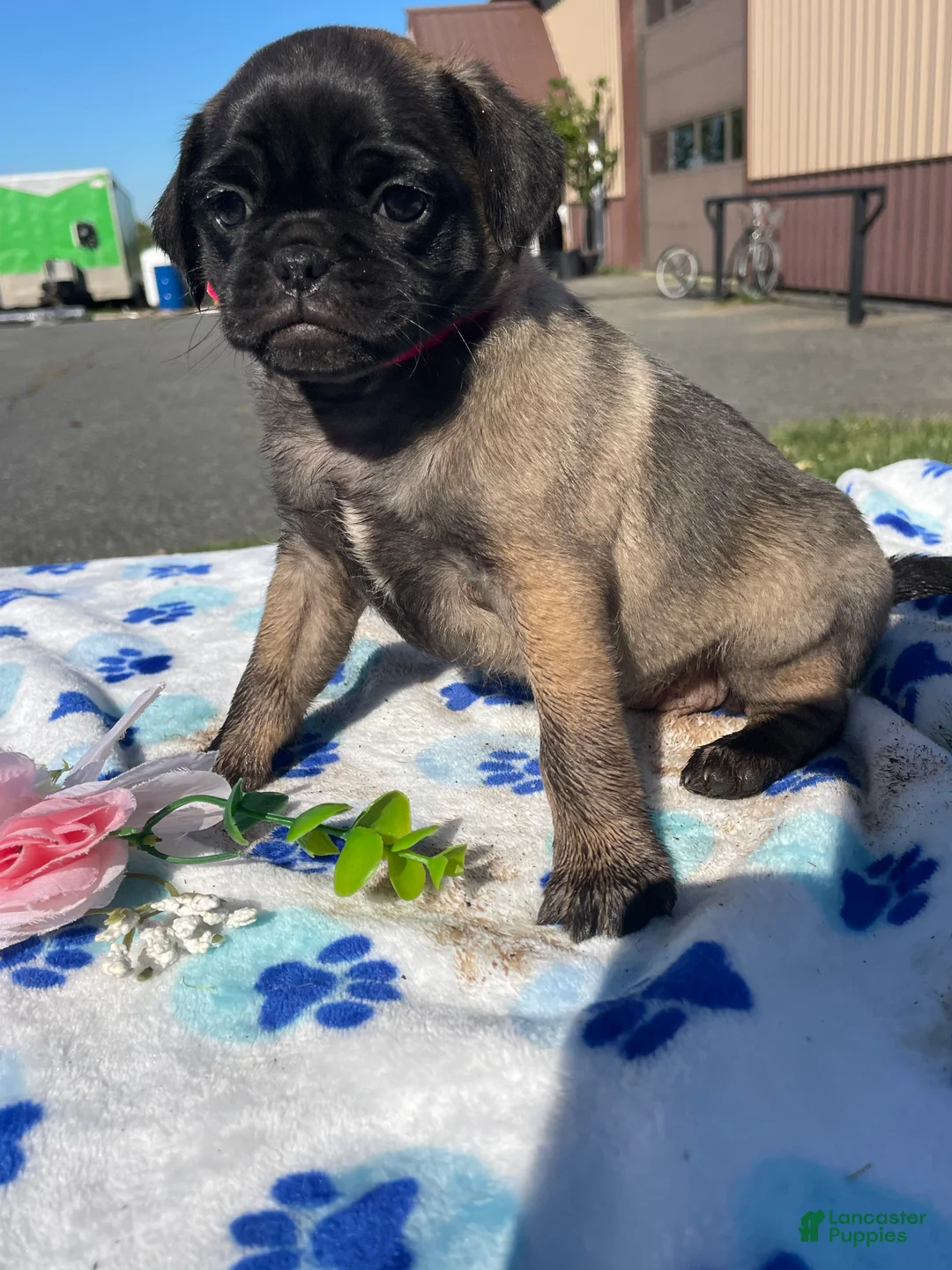 Pug dogs for sale: Penny - Ad 4