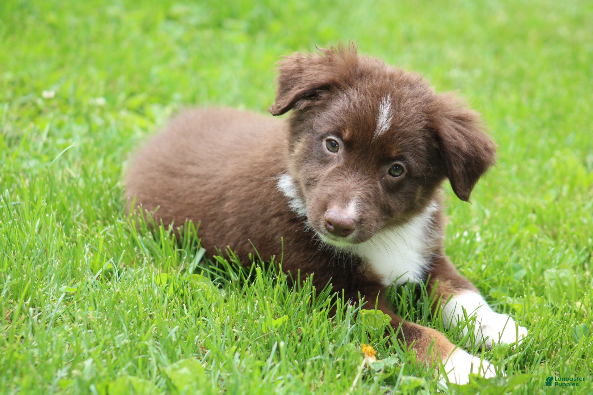 Australian Shepherd dogs Fern  - Ad 6