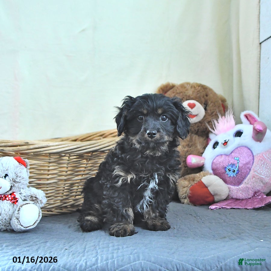 Cavapoo dogs for sale: Gunner - Ad 1