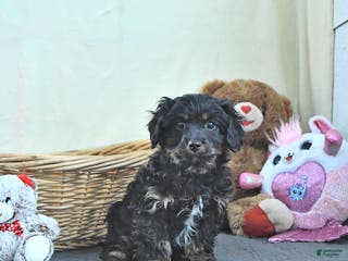 Cavapoo dogs Gunner - Ad 31