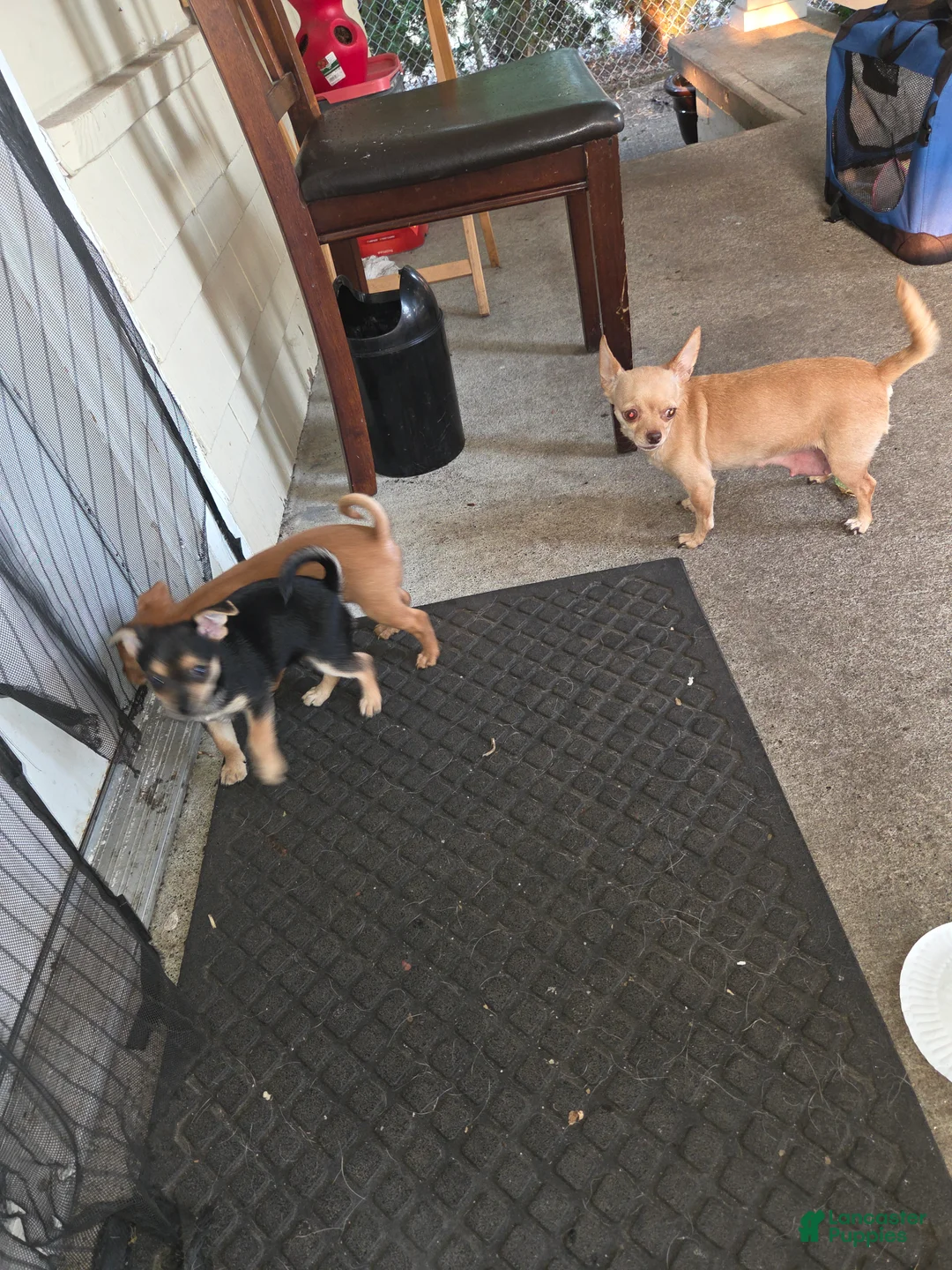 Pomchi dogs for sale: Pomchi 1 - Ad 2