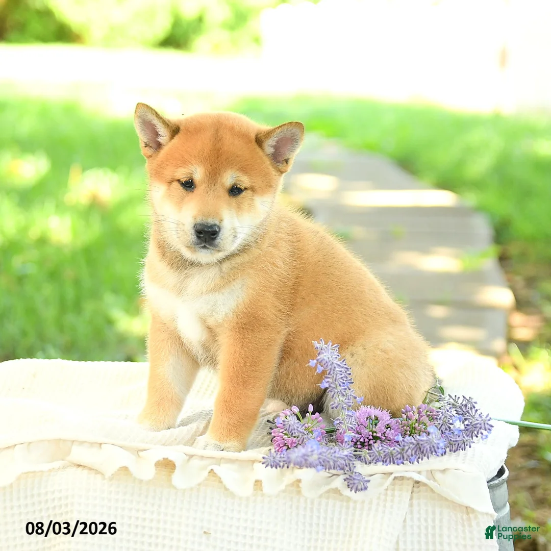 Shiba Inu dogs for sale: Jasper - Ad 1