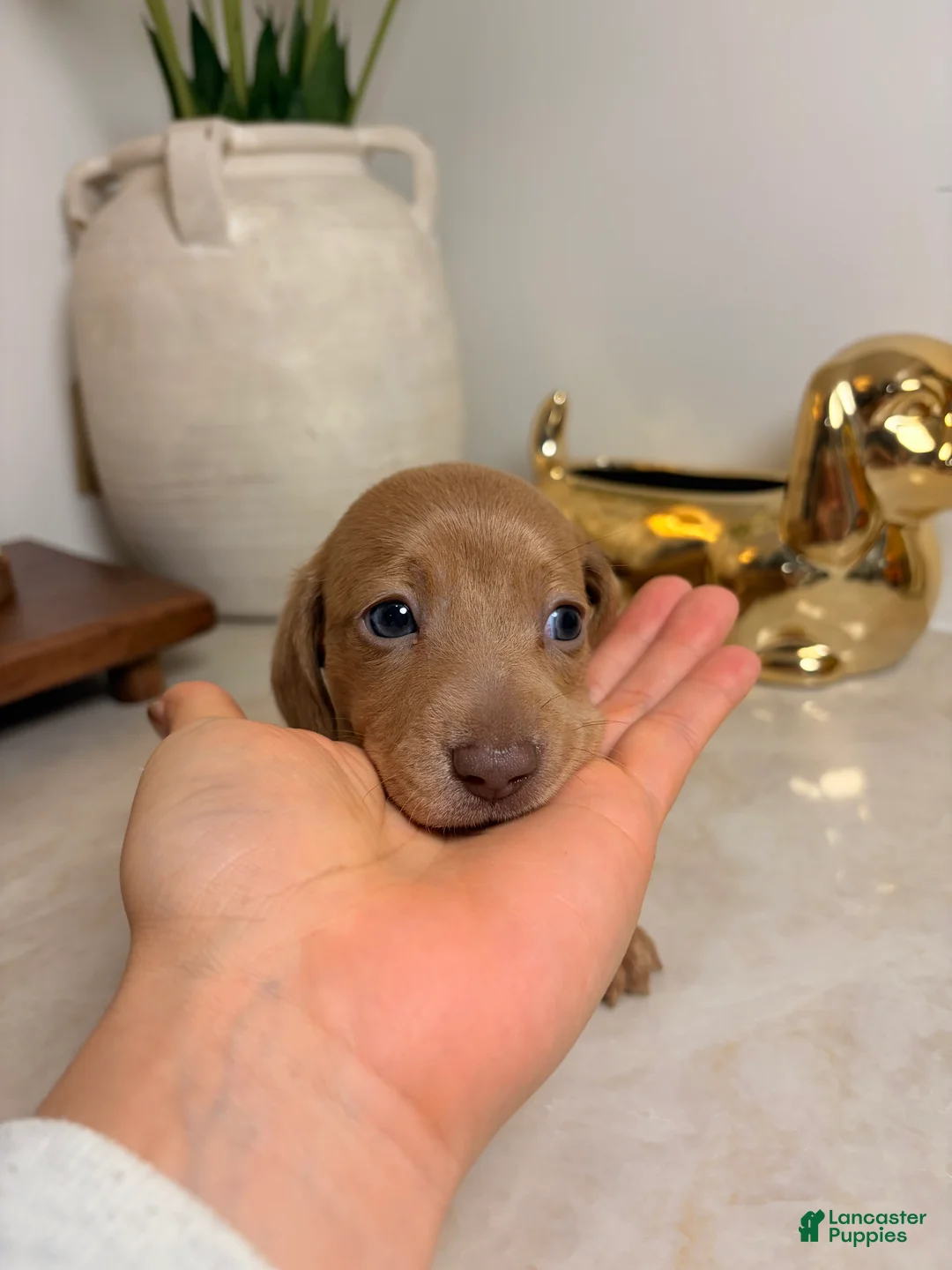 Miniature Dachshund dogs for sale: Saja - Ad 2