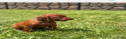 Irish Setter dogs for sale: Light Blue Collar  - Ad 2