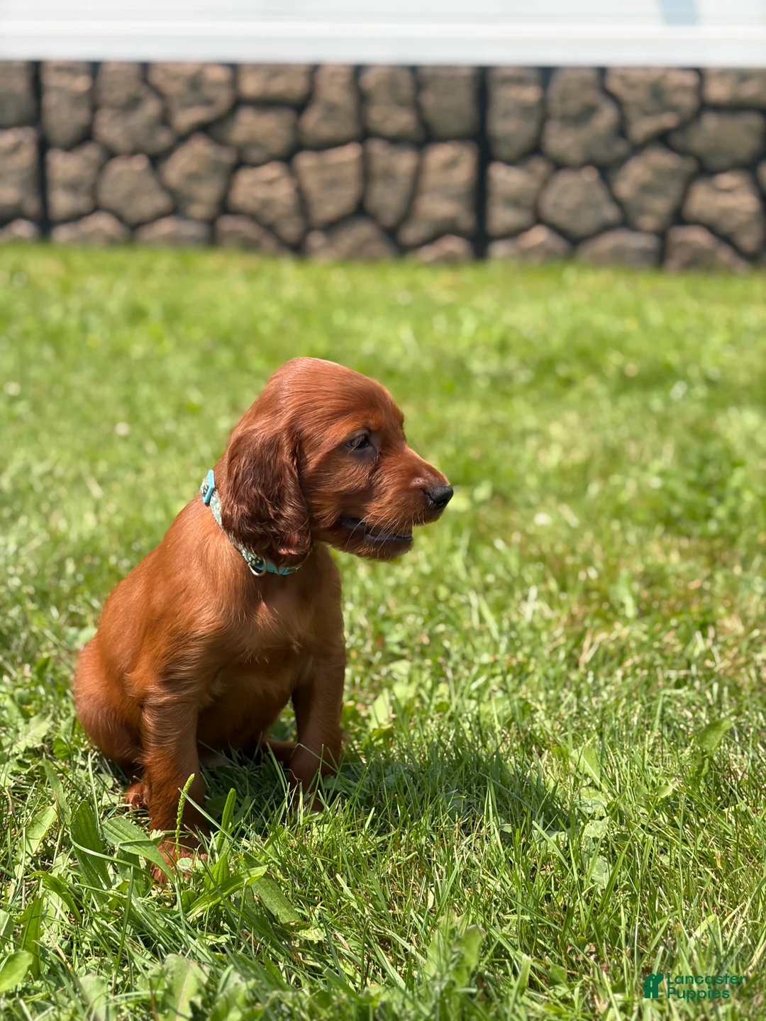 Irish Setter dogs for sale: Light Blue Collar  - Ad 2