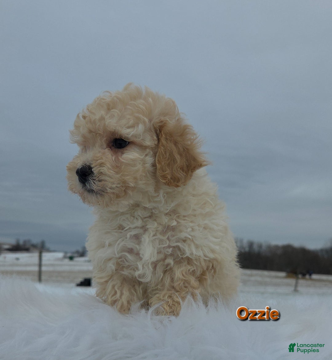 Maltipoo dogs for sale: Ozzie - Ad 2