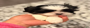 Shih Tzu 2
