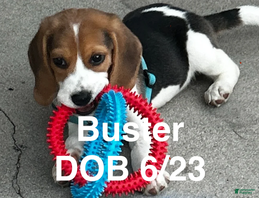 Beagle dogs for sale: Beagle Puppy 6 - Ad 6