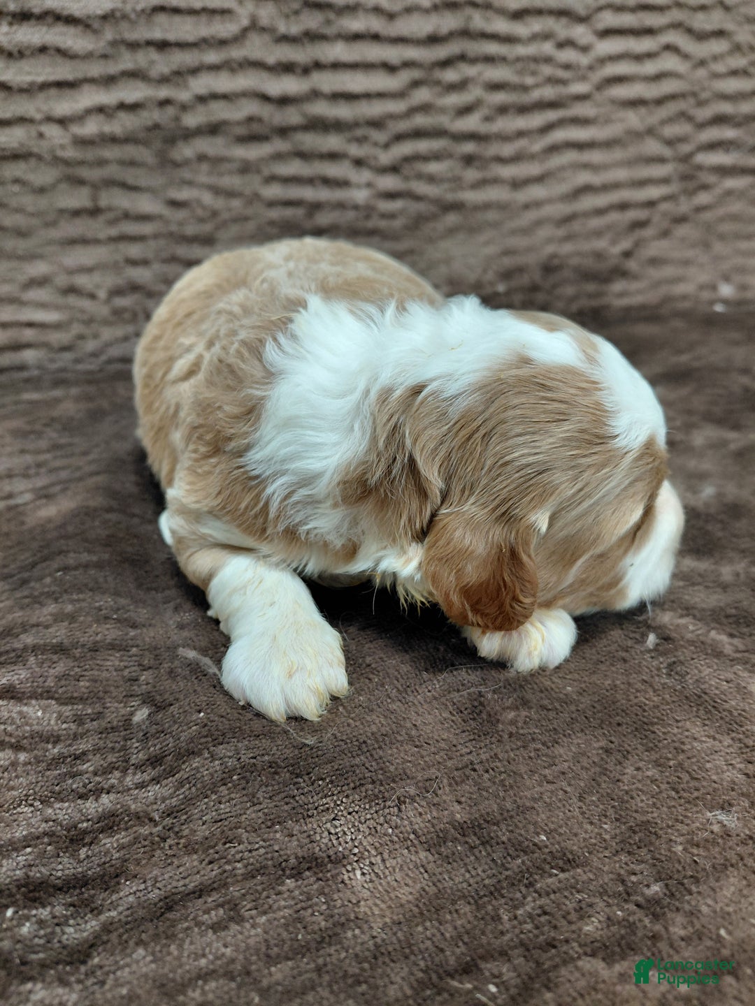 Mini Bernedoodle dogs for sale: Mr Awesome - Ad 6