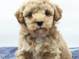Toy Poodle dogs Zoom - Ad 39
