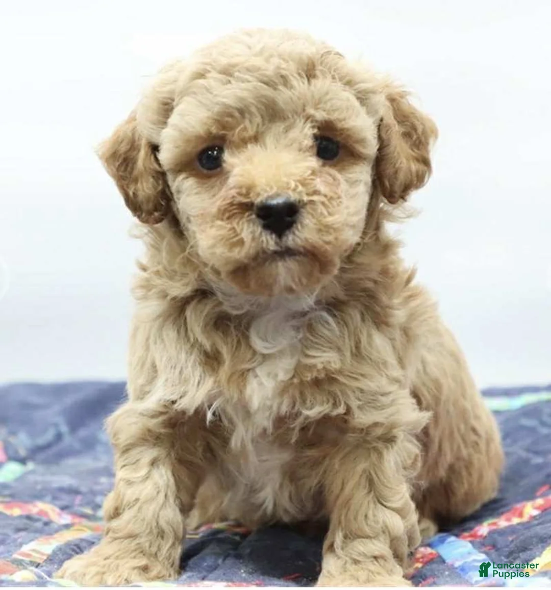 Toy Poodle dogs for sale: Zoom - Ad 1
