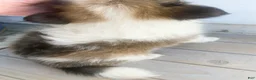 Shetland Sheepdog dogs for sale: Clyde  - Ad 5