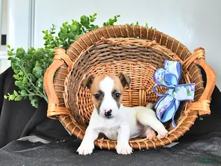 Jack Russell Terrier dogs for sale: Tessie - Ad 4