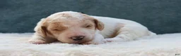 Goldendoodle dogs for sale: Scout - Ad 4