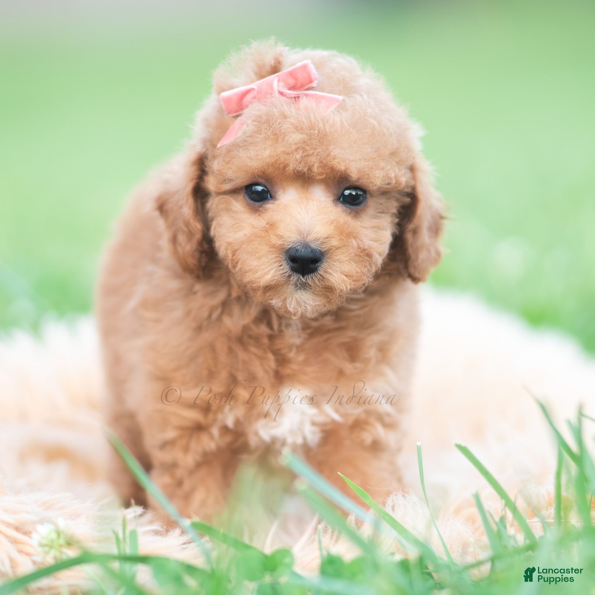 Maltipoo dogs Tulip F1B - Ad 1