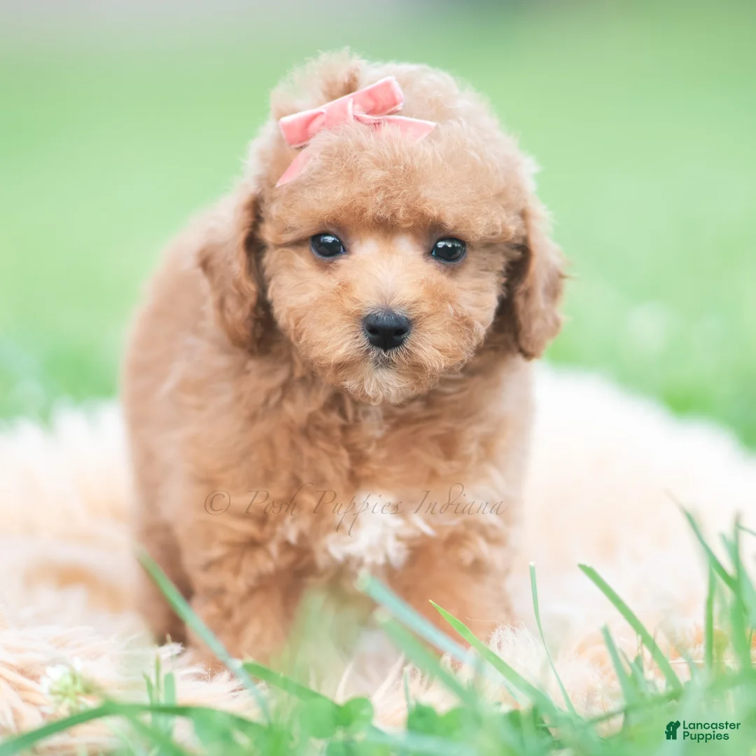 Maltipoo dogs for sale: Tulip F1B - Ad 1