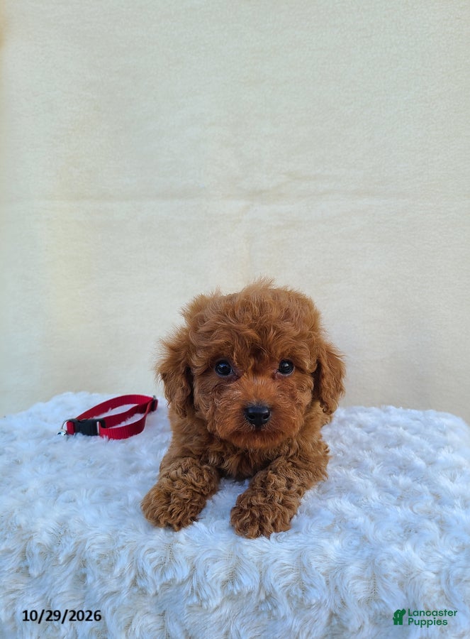 Miniature Poodle dogs for sale: Goby - Ad 2