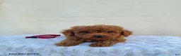 Miniature Poodle dogs for sale: Goby - Ad 2