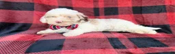 Cockapoo dogs for sale: Slade - Ad 2