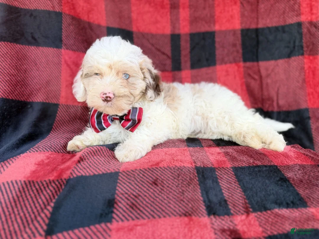 Cockapoo dogs for sale: Slade - Ad 2