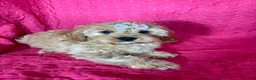 Cavapoo dogs for sale: Monica - Ad 4