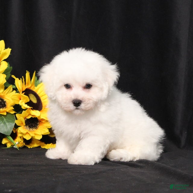 Bichon Frise dogs Maxwell - Ad 1