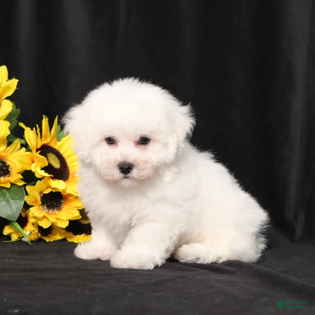 Bichon Frise dogs for sale: Maxwell - Ad 1