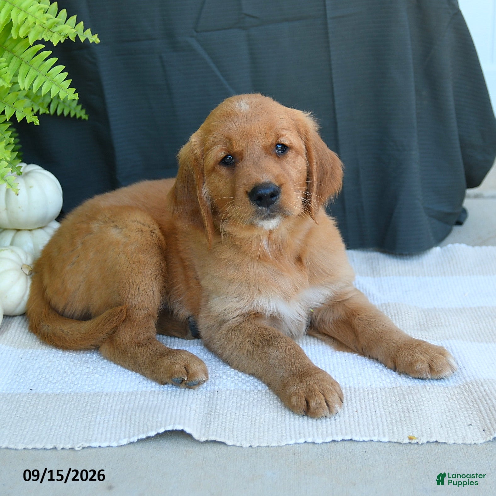 Golden Retriever dogs Wesley - Ad 2