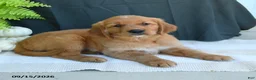 Golden Retriever dogs for sale: Wesley - Ad 2