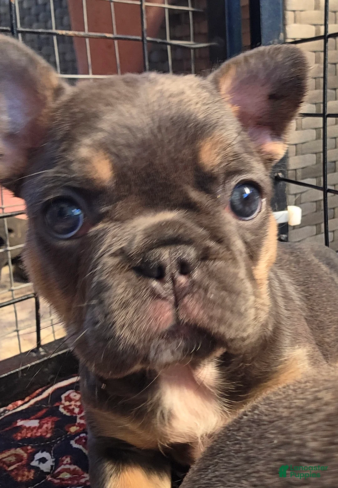 French Bulldog dogs for sale: Margo - Ad 1