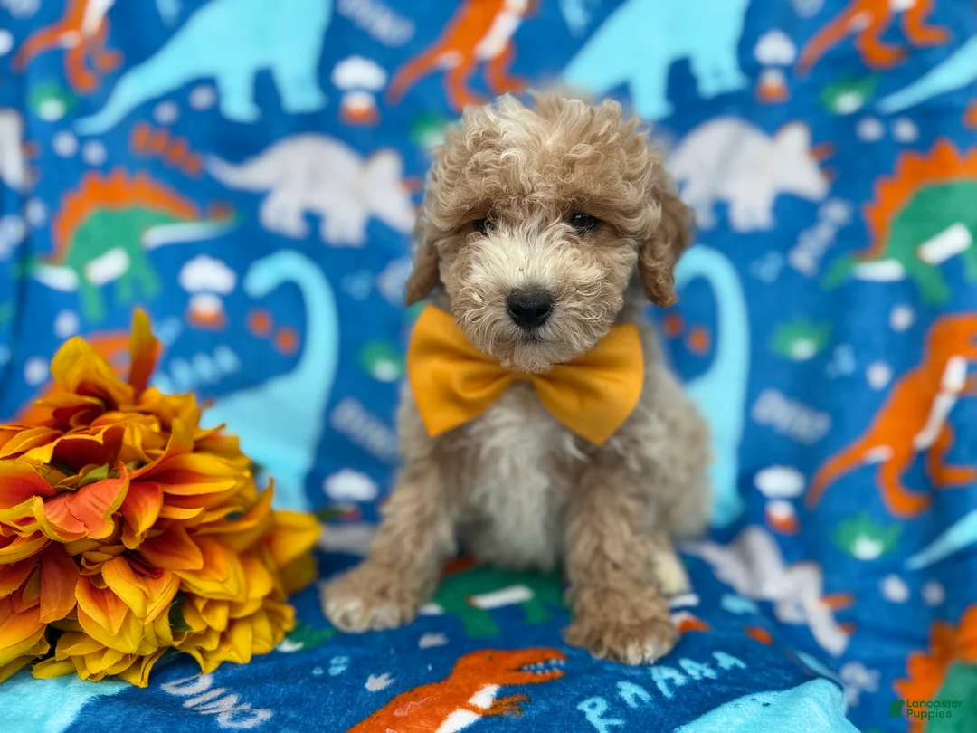 Cockapoo dogs for sale: Theo - Ad 2