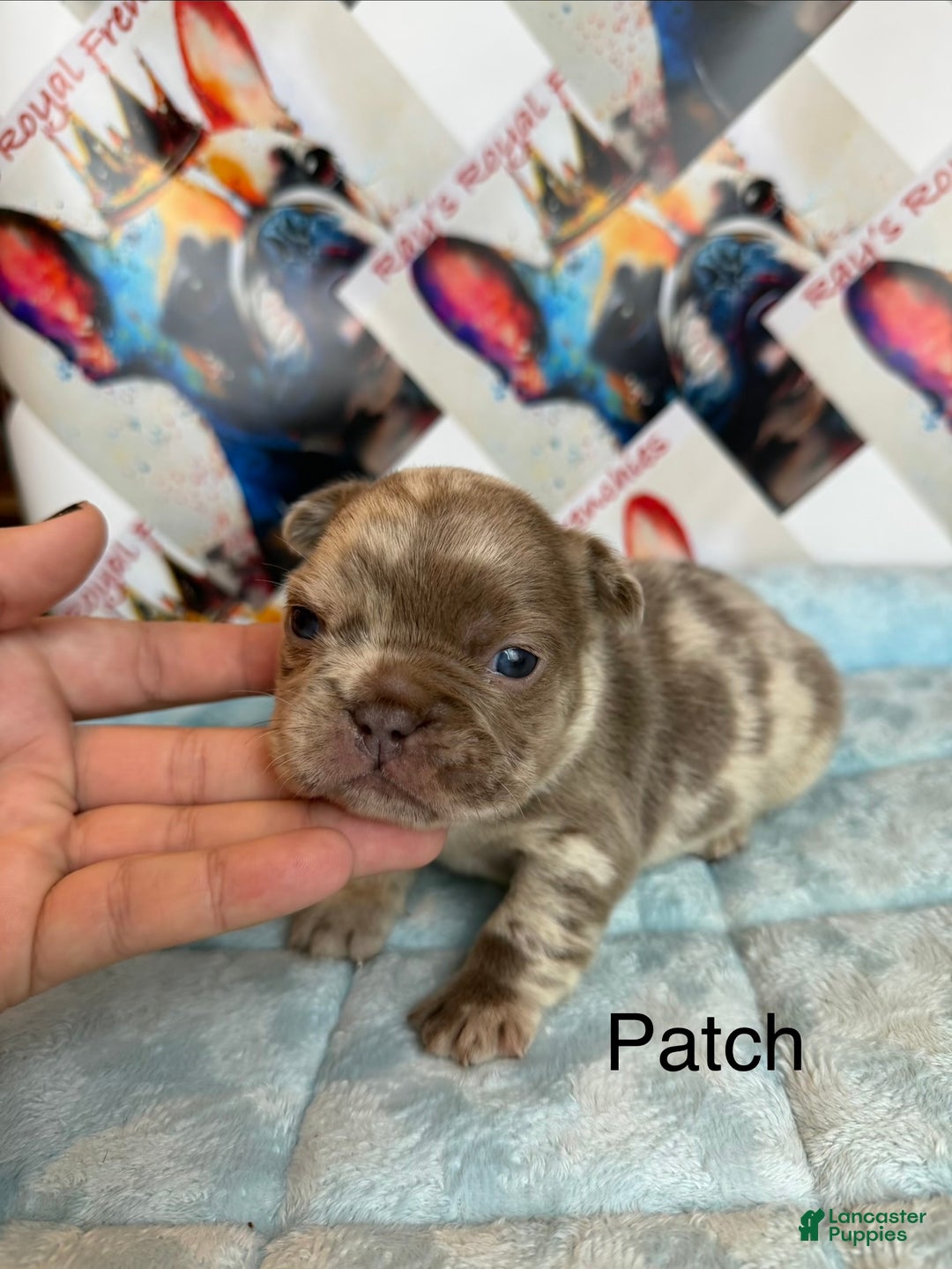 French Bulldog dogs for sale: Boo - Ad 9