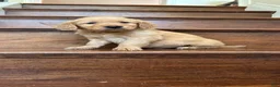 Golden Retriever dogs for sale: Daisy - Ad 2