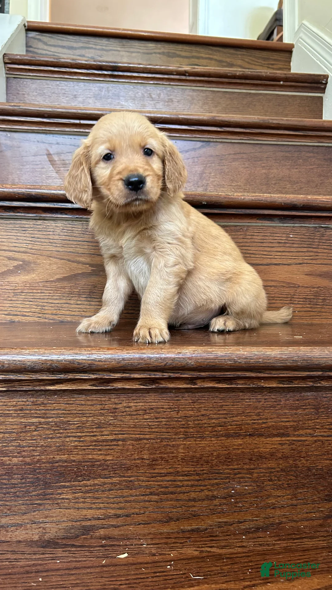 Golden Retriever dogs for sale: Daisy - Ad 2